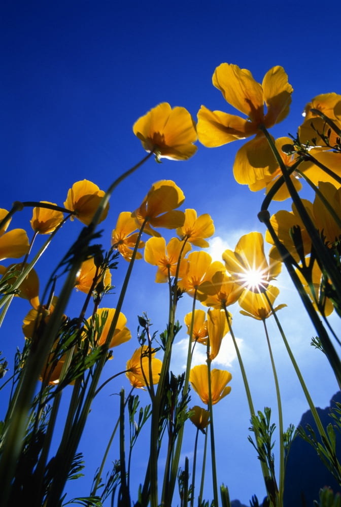 Yellow Poppies (Stylophorum Diphyllum) Canvas Art - Natural Selection John Reddy Design Pics (12 x 18)