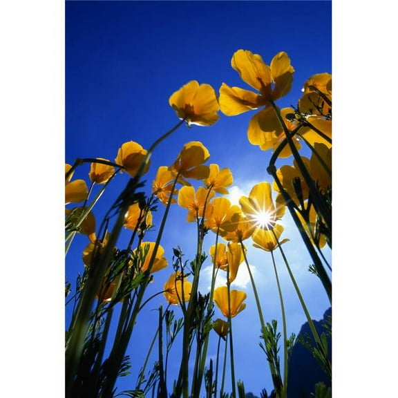 Yellow Poppies Stylophorum Diphyllum Poster Print by Natural Selection John Reddy - 12 x 18