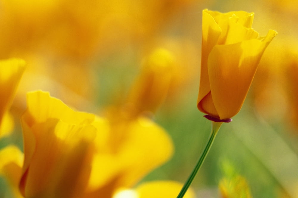 Yellow Poppy Canvas Art - Natural Selection Craig Tuttle Design Pics (18 x 12)
