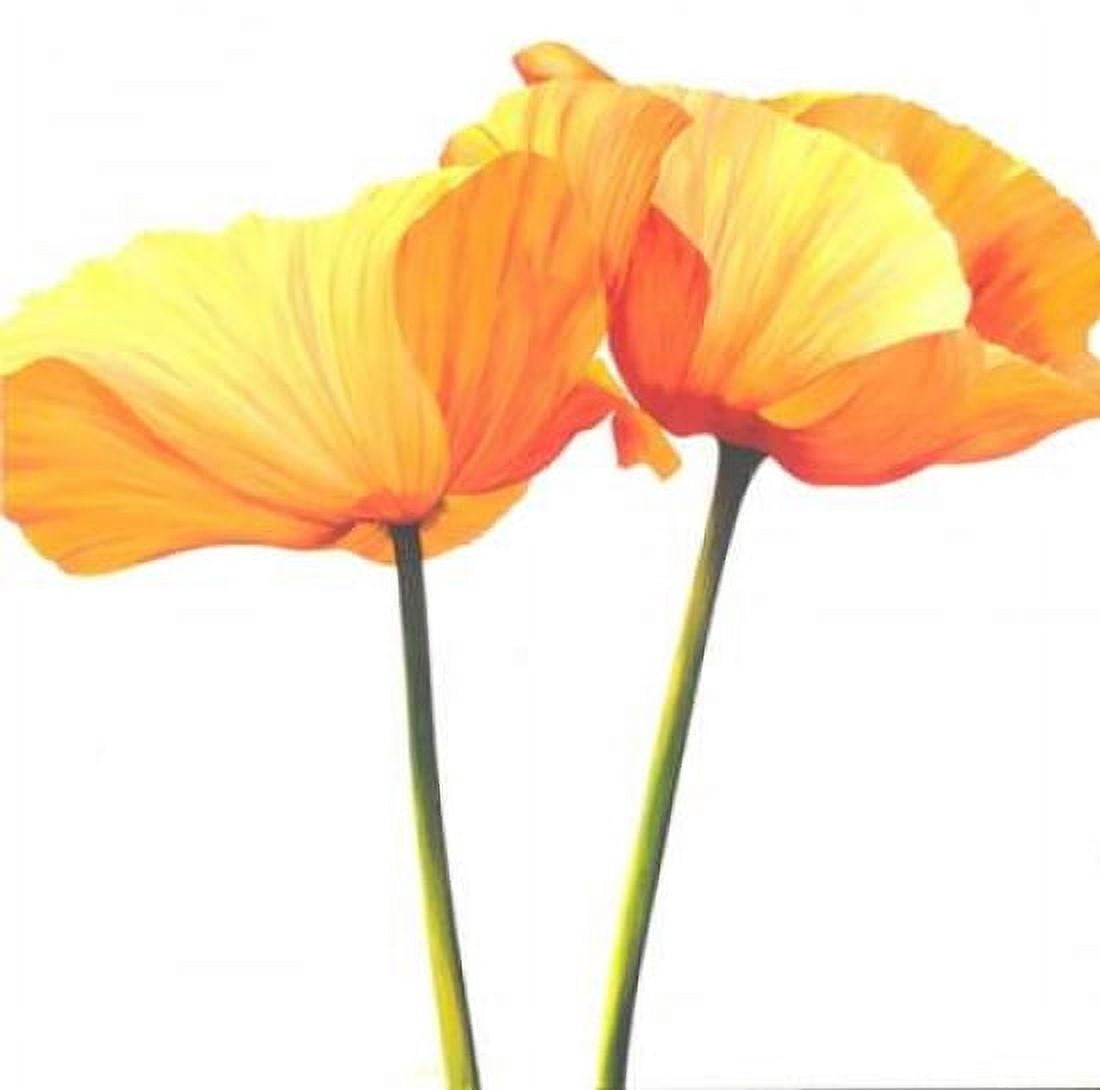 Yellow Poppy Canvas Art - Yvonne Poelstra-Holzhaus (24 x 24)