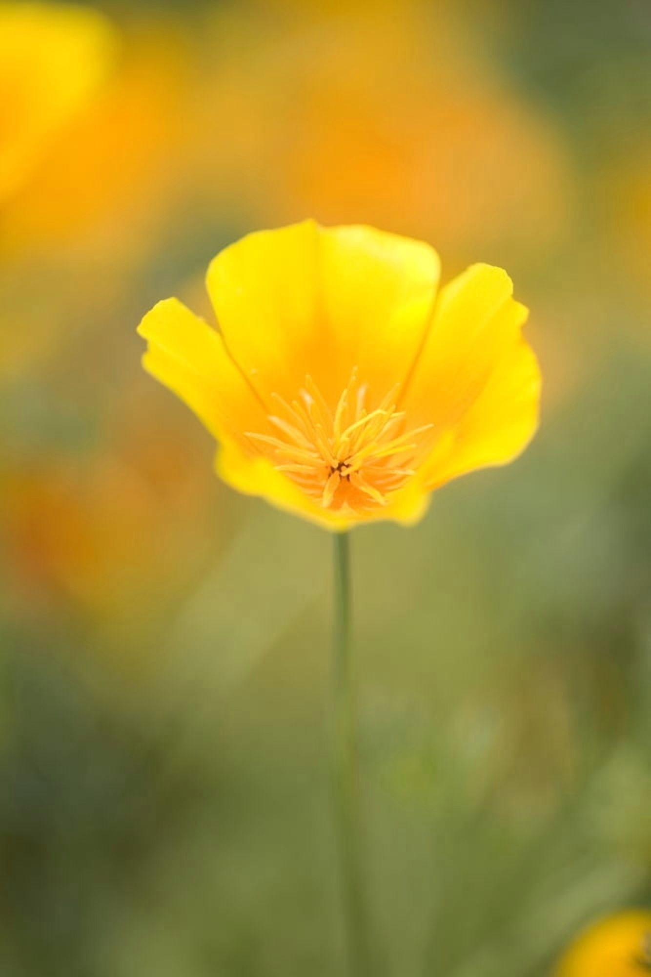 Yellow Poppy Flower Mount Hood Oregon Usa Canvas Art - Craig Tuttle Design Pics (12 x 18)
