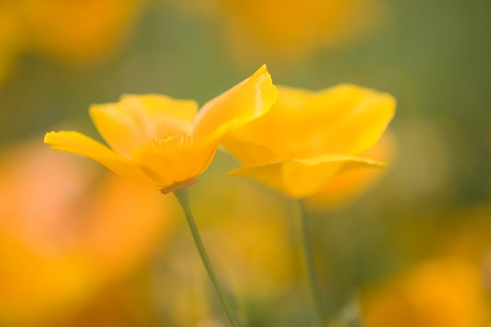 Yellow Poppy Flower Mount Hood Oregon Usa Canvas Art - Craig Tuttle Design Pics (18 x 12)