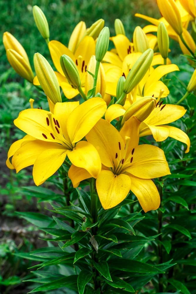 Yellow Power Asiatic Lily Bulbs for Planting Stunning Yellow Blooms
