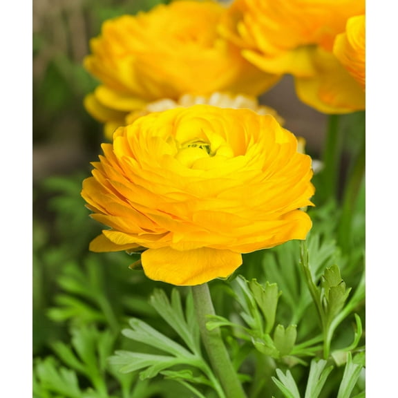 Yellow Ranunculus - 10 bulbs