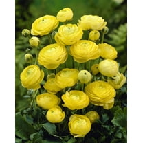 Yellow Ranunculus Bulbs for Planting - Stunning Color and Long Lasting Blooms, Easy to Grow (10 Bulbs)