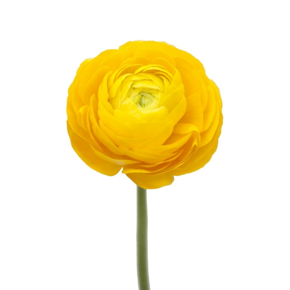 Yellow Ranunculus - Fresh Cut - 140 Stems
