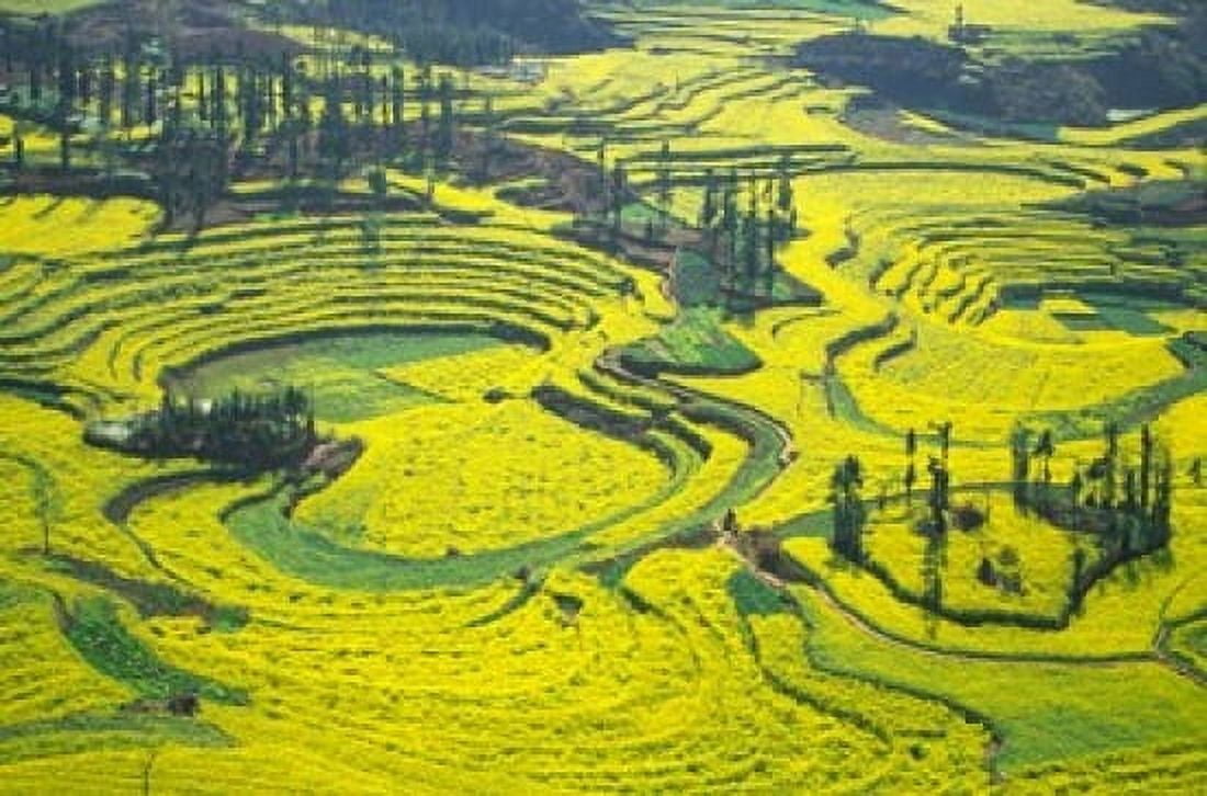 Yellow Rape Flowers Cover Qianqiou Terraces China Canvas Art - Charles Crust DanitaDelimont (37 x 25)