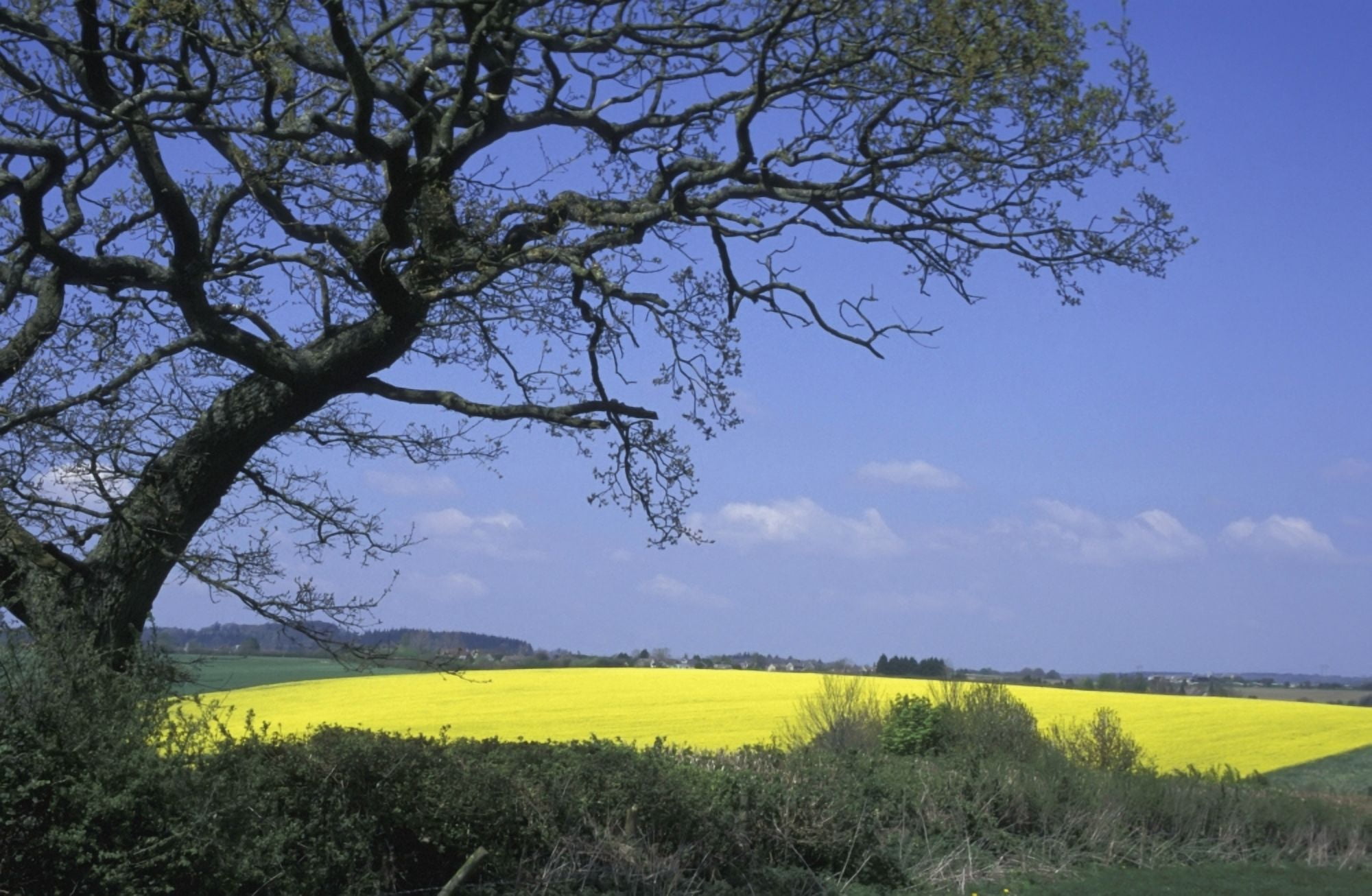 Yellow Rape Seed Field And Tree Canvas Art - Paul Quayle Design Pics (38 x 24)