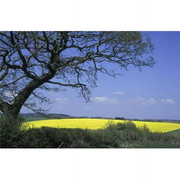 Yellow Rape Seed Field & Tree Poster Print, 38 x 24 - Large