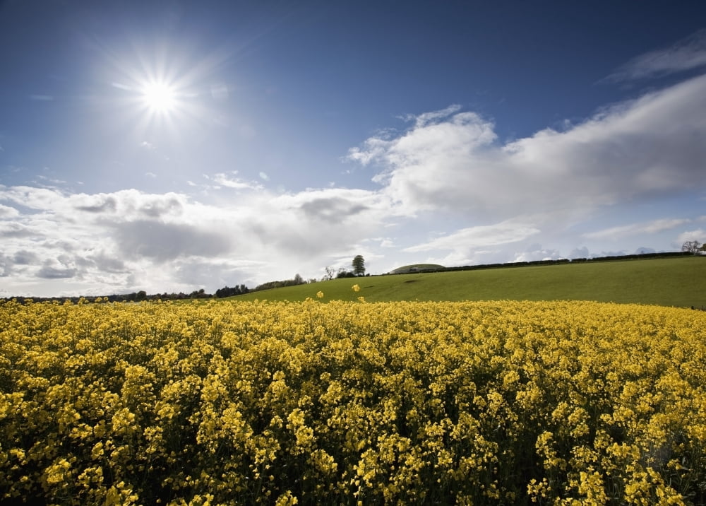 Yellow Rapeseed Field Newgrange County Meath Ireland Canvas Art - Peter McCabe  Design Pics (36 x 26)