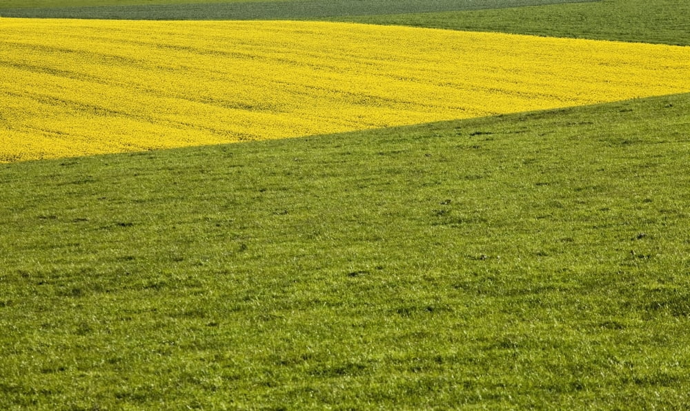Yellow Rapeseed Growing Amongst Green Pasture Canvas Art - Peter McCabe Design Pics (40 x 24)