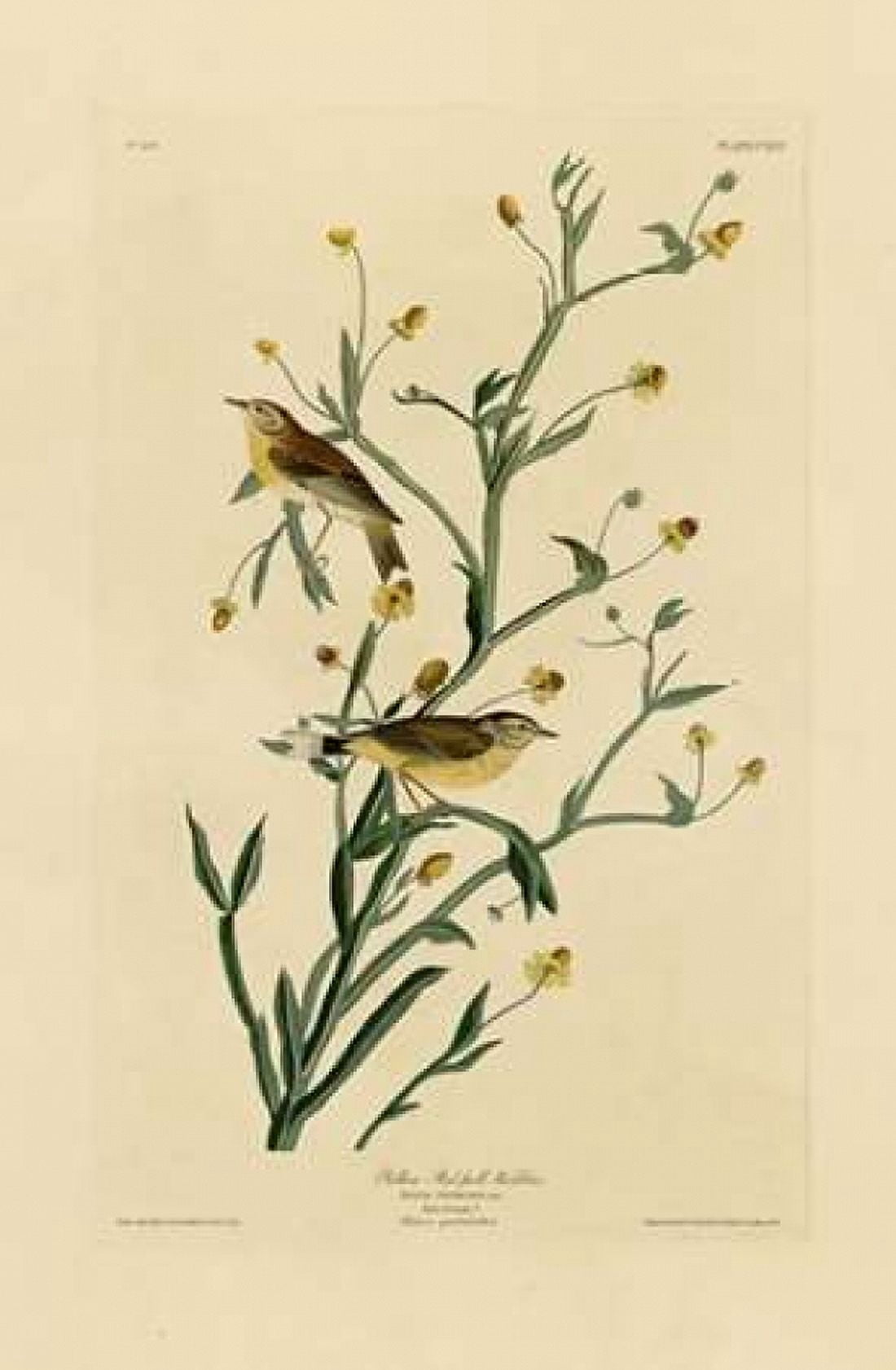 Yellow Red-Poll Warbler Canvas Art - John James Audubon (12 x 18)