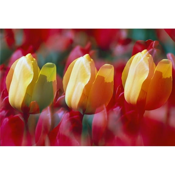 Yellow & Red Tulip Blooms Poster Print by Natural Selection Craig Tuttle, 36 x 24 - Large