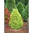 thumbnail image 1 of Yellow Ribbon Arborvitae - 4" pot - Thuja, 1 of 1