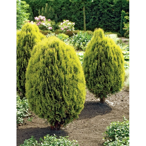 Yellow Ribbon Arborvitae Evergreen Shrub, in a 3 gallon pot