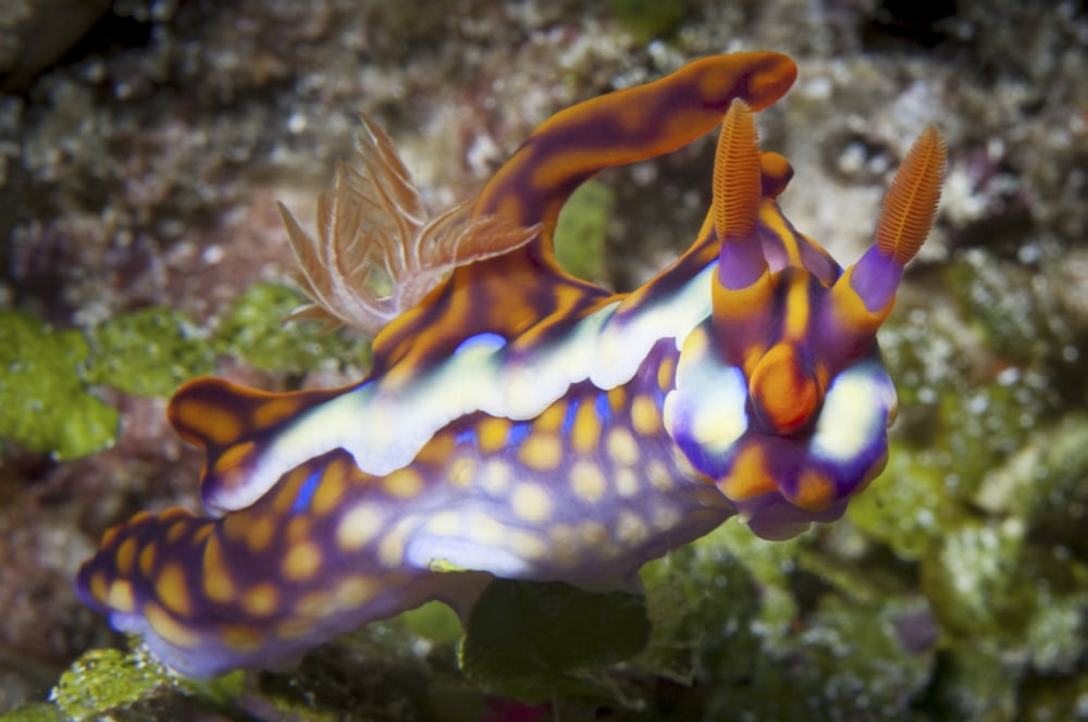 Yellow-Ridged Ceratosoma nudibranch Canvas Art - Steve JonesStocktrek Images (17 x 12)