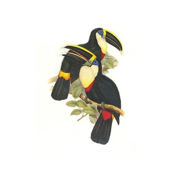 Yellow Ridged Toucan-Fine Art Canvas Print (20" x 30")