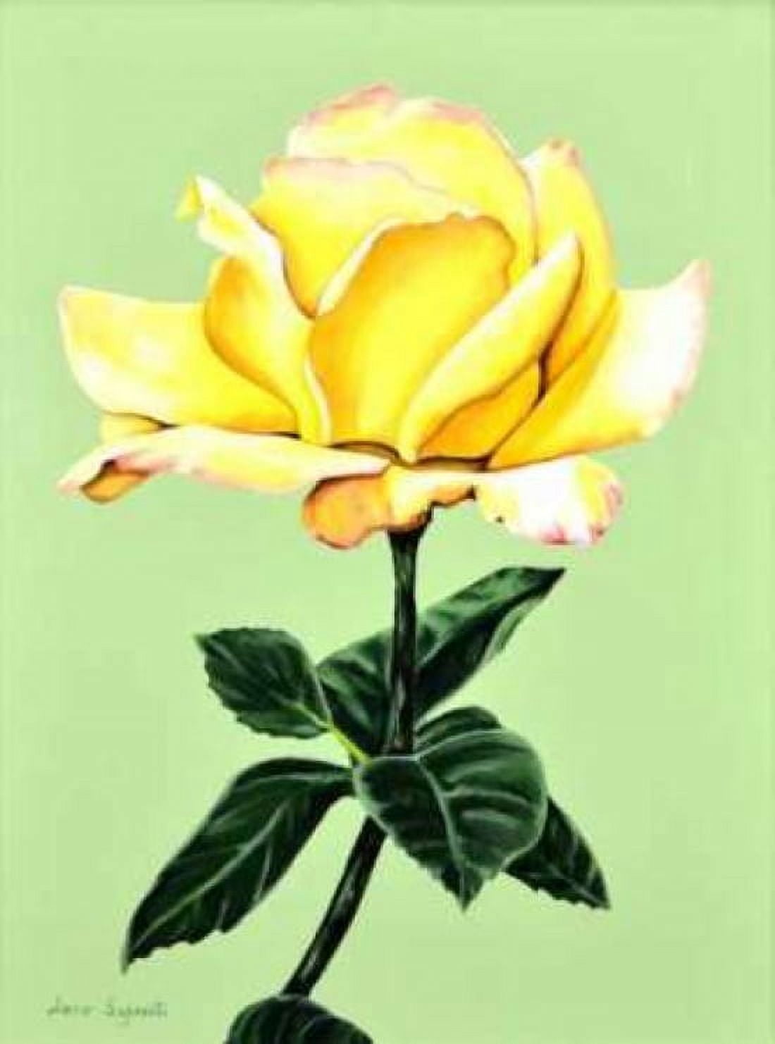 Yellow Rose Canvas Art - Jane Segrest (18 x 24)