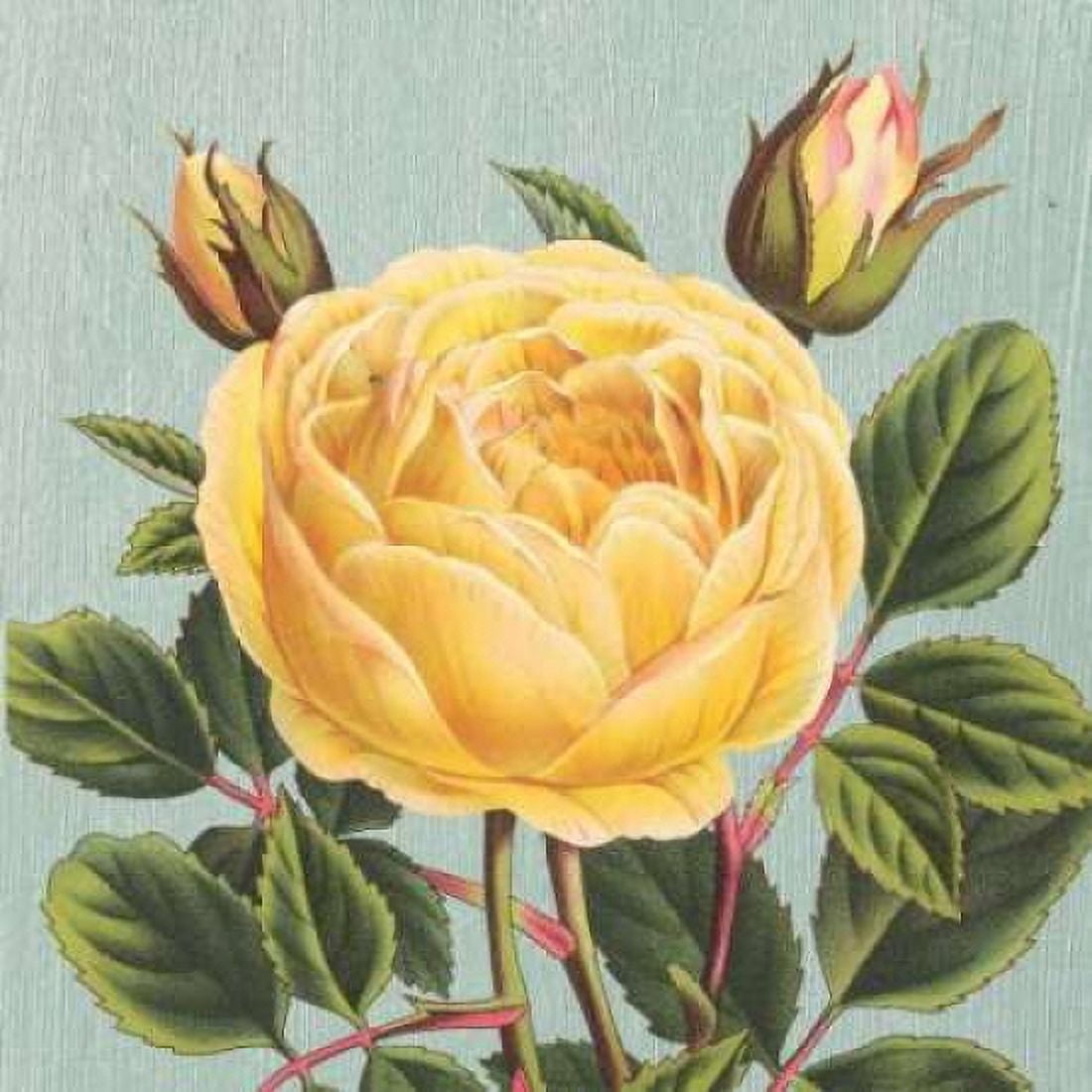 Yellow Rose Canvas Art - Sarah E Chilton (24 x 24)