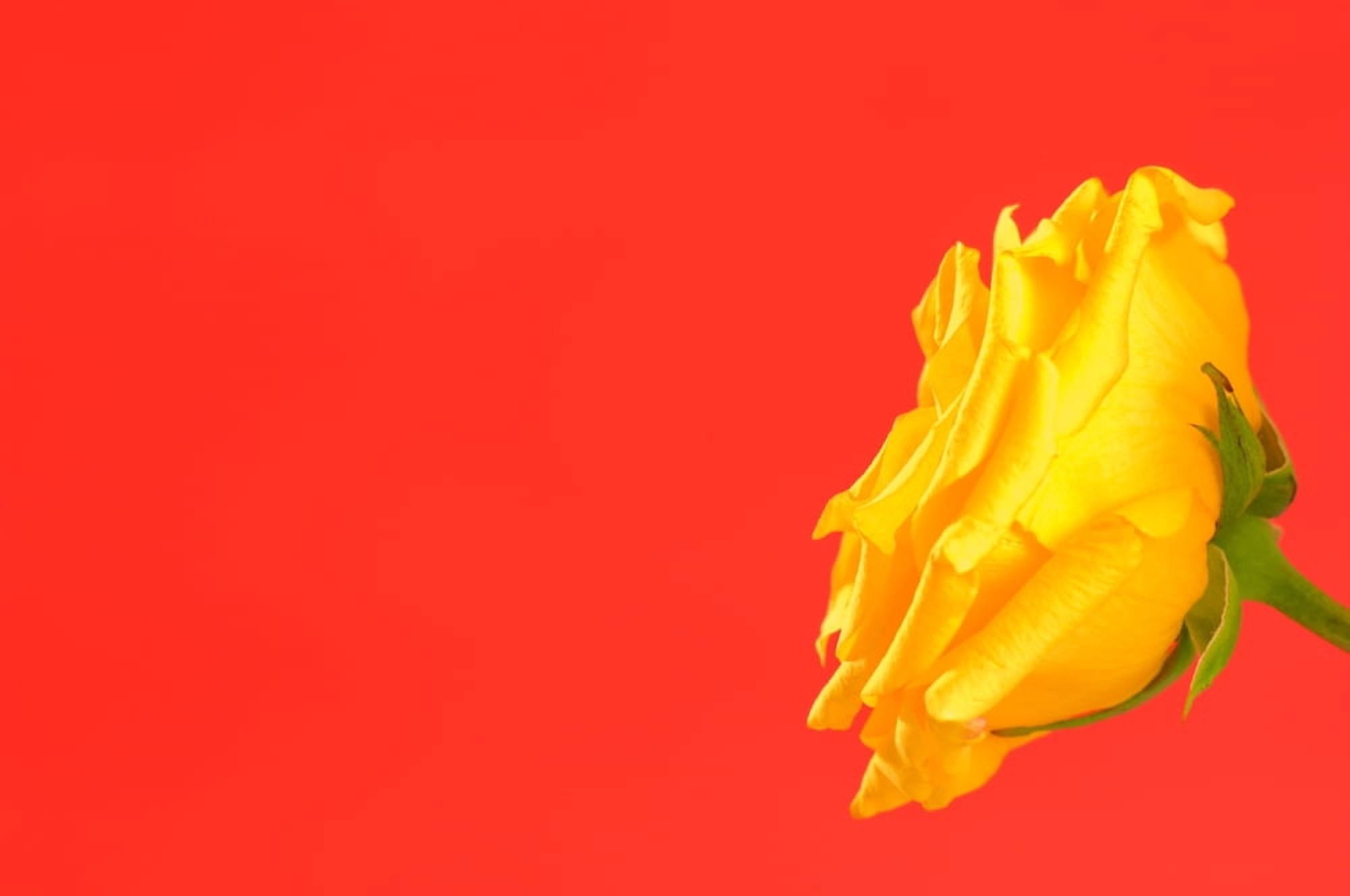 Yellow Rose On Red Canvas Art - Dan Sherwood Design Pics (18 x 12)