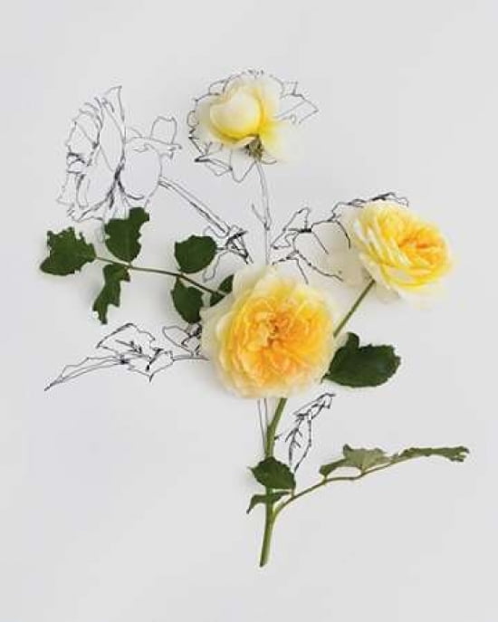 Yellow Roses Canvas Art - Anna Newell (24 x 30)