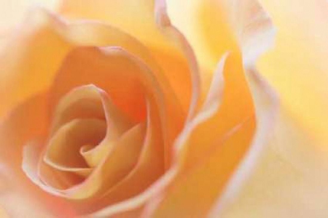 Yellow Roses II Canvas Art - Kathy Mahan (24 x 36)