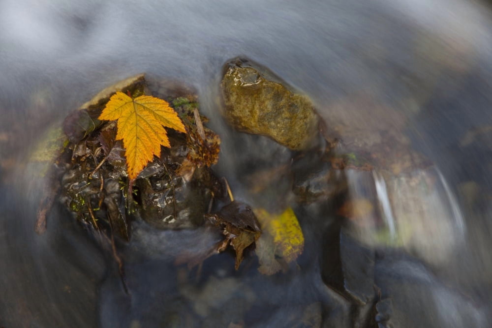 Yellow Salmonberry Leaf Clinging To Rocks In Small Stream With Water Cascading Down From Pillar Mountain Kodiak Island Southwest Alaska Autumn Canvas Art - Marion Owen Design Pics (34 x 22)