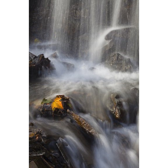 Yellow Salmonberry Leaf Clinging To Rocks In Small Stream With Water Cascading Down From Pillar Mountain Kodiak Island 1