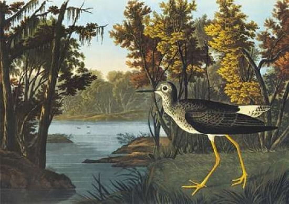 Yellow Shank Canvas Art - John James Audubon (20 x 28)
