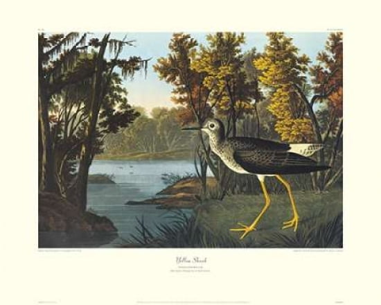 Yellow Shank (decorative border) Canvas Art - John James Audubon (24 x 30)