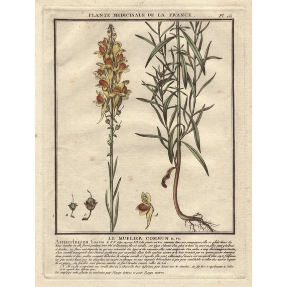 Yellow Snapdragon, Antirrhinum Vulgare Poster Print By ® Florilegius Mary Evans (24 X 36)