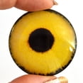 thumbnail image 1 of Yellow Sparrow Hawk Bird Glass Eyes, 1 of 6
