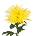 thumbnail image 1 of Yellow Spider Mums - Fresh Cut Flowers - 50 Stems - Chrysanthemum - by Bloomingmore, 1 of 9