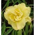 thumbnail image 1 of Yellow Submarine Daylily - Hemerocallis - Double - 4" Pot, 1 of 1
