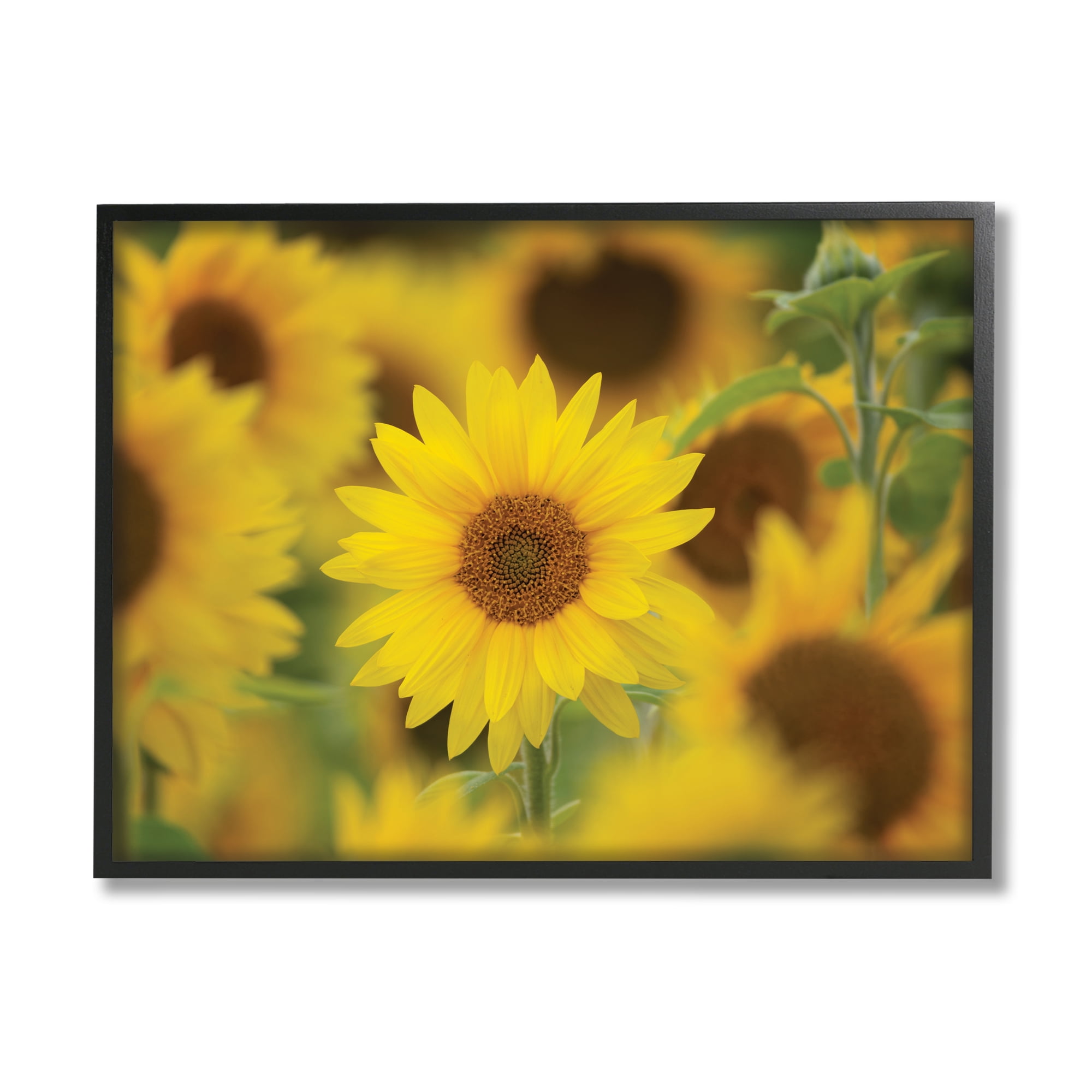 Yellow Sunflower Nursery Field Directed Focus 24 in x 30 in Framed Photography Art Print, by Stupell Home Décor
