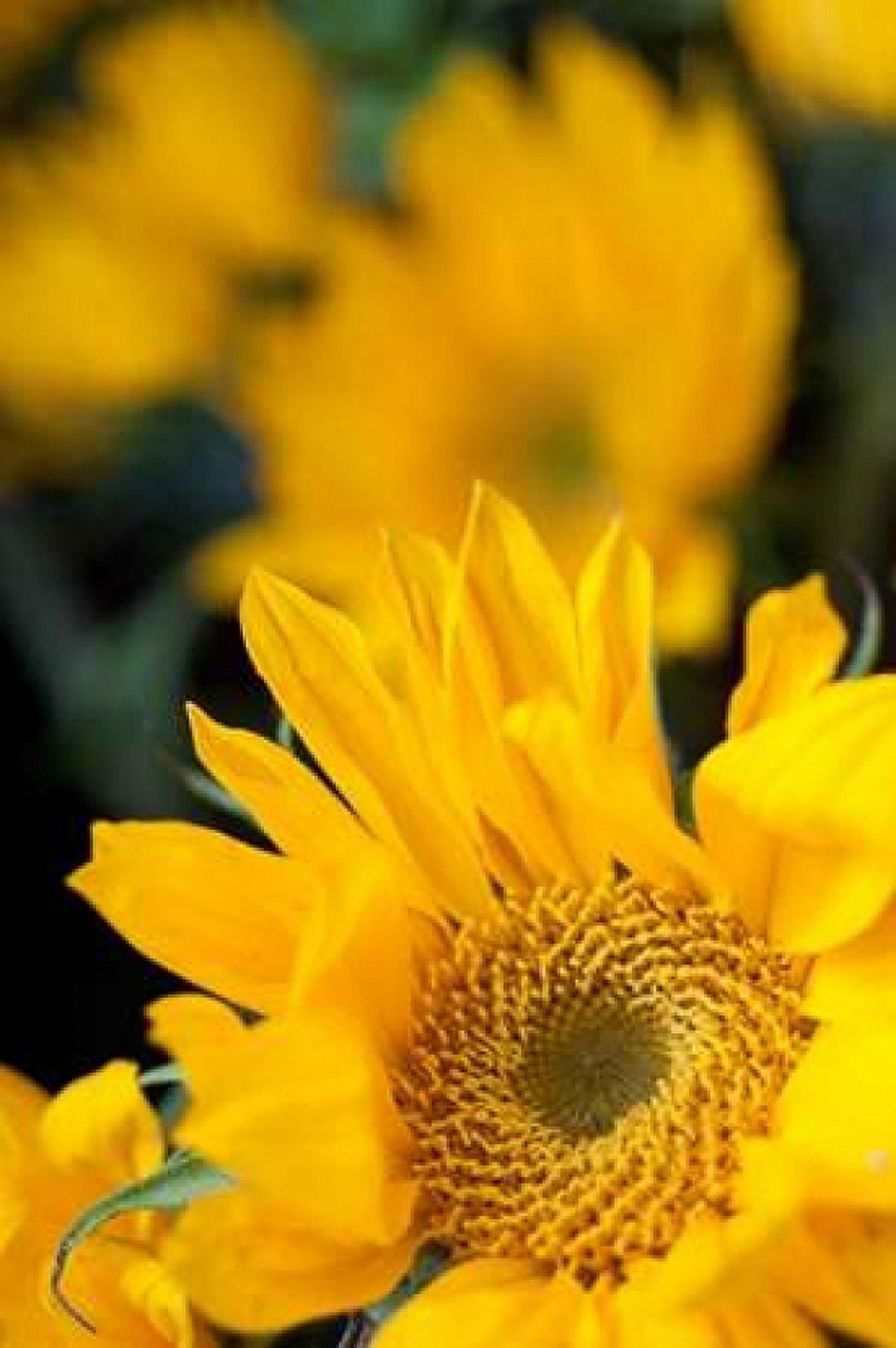 Yellow Sunflowers Canvas Art - Erin Berzel (20 x 28)