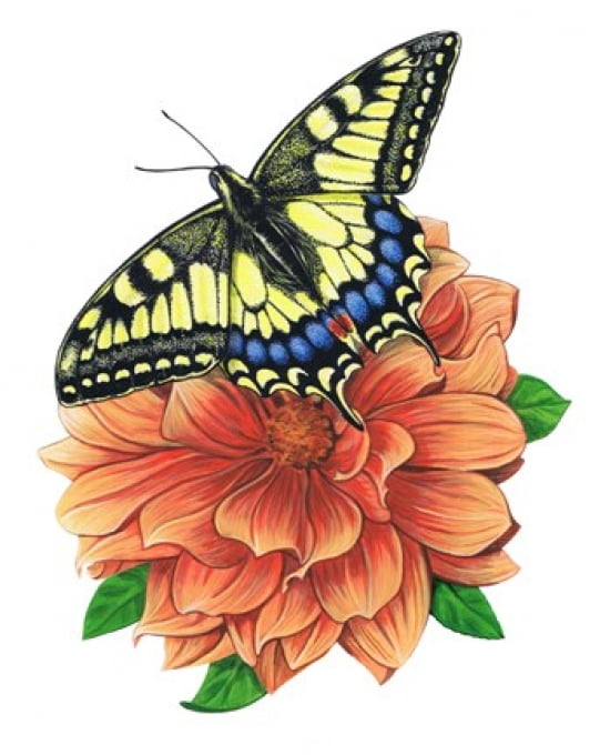 Yellow Swallowtail Butterfly II Canvas Art - Marilyn Barkhouse (18 x 23)