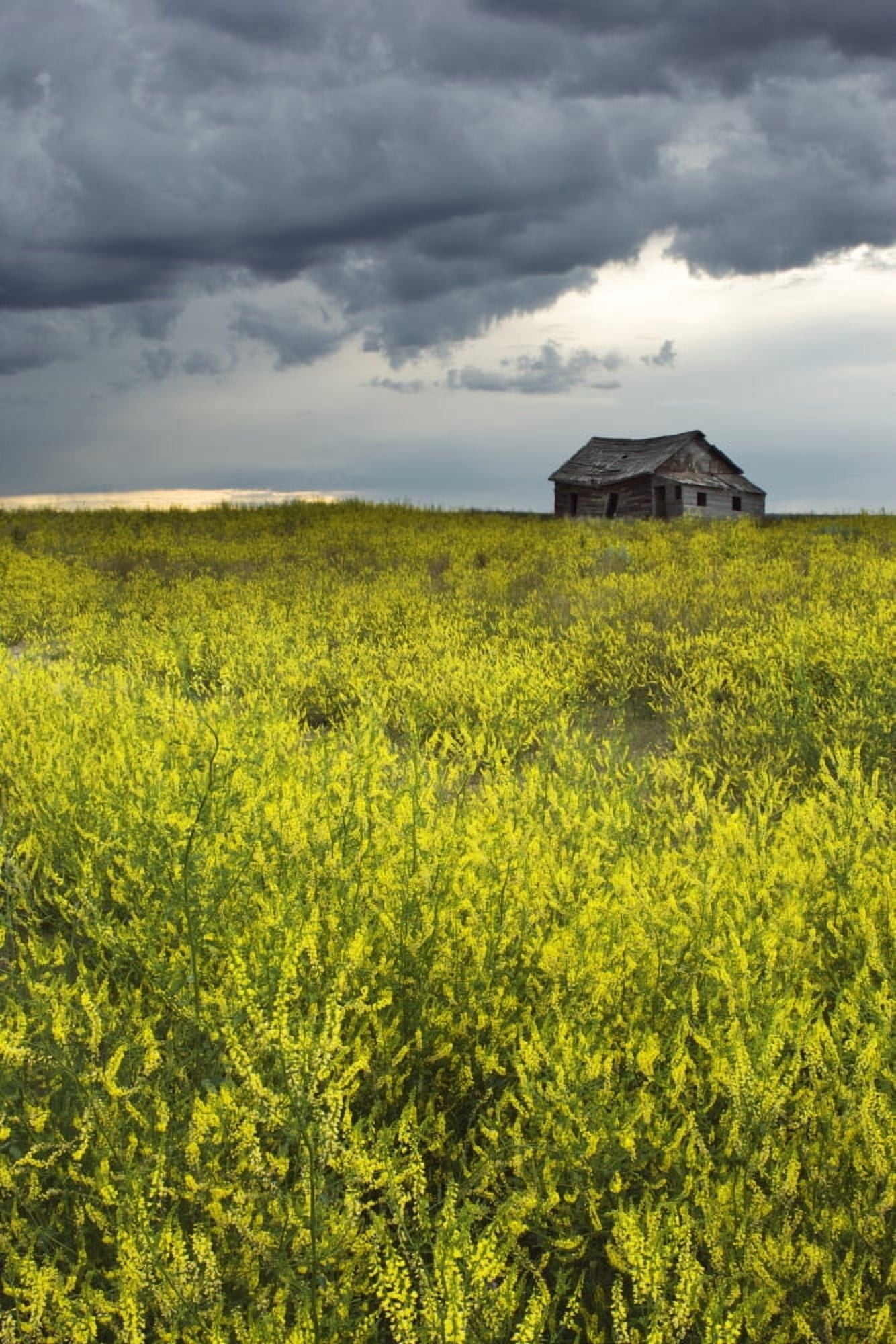 Yellow Sweet Clover (Melilotus Officinalis) And Old Abandoned Farm Near Leader Saskatchewan Canvas Art - Darwin Wiggett Design Pics (22 x 34)
