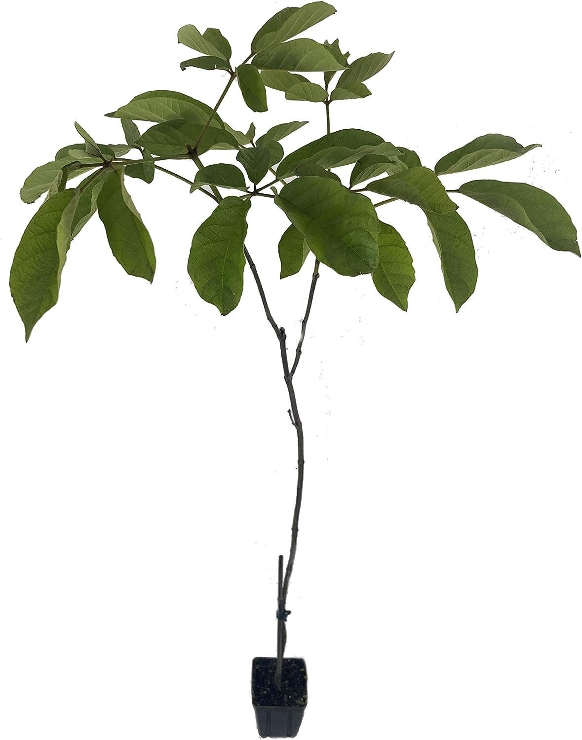 Yellow Tabebuia Trumpet Tree 5 Live Plants in 4 Inch Pots Handroanthus Chrysanthus