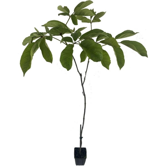 Yellow Tabebuia Trumpet Tree - Live Plant in a 4 Inch Pot - Handroanthus Chrysanthus - Beautiful Flowering Tree