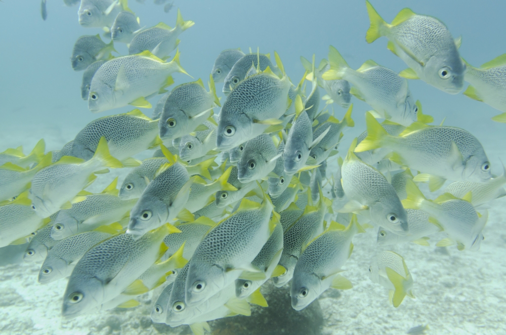 Yellow-Tailed Grunt Fish (Anisotremus Interruptus) Galapagos Equador Canvas Art - Keith Levit Design Pics (19 x 12)