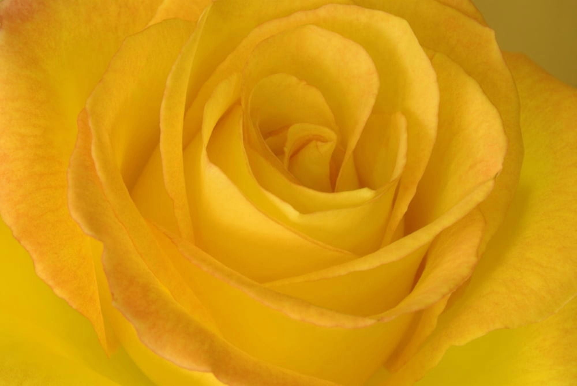 Yellow Tea Rose Canvas Art - John Pitcher Design Pics (17 x 11)