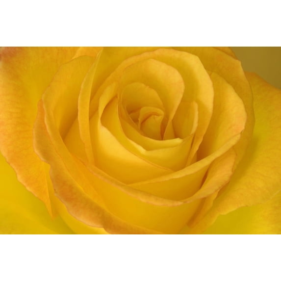 Rosos Design Yellow Tea Rose Canvas Art - John Pitcher Design Pics (17 x 11 ...