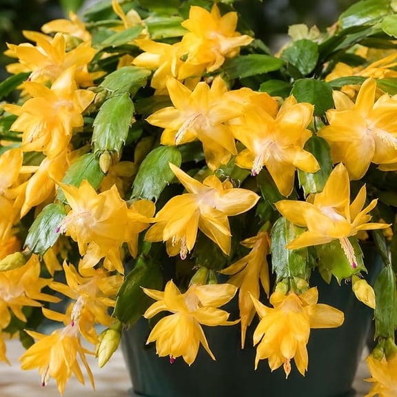 Yellow Thanksgiving Christmas Cactus Plants Live Holiday Cactus Plant Winter Bloom Flowers Plant 3"Pot