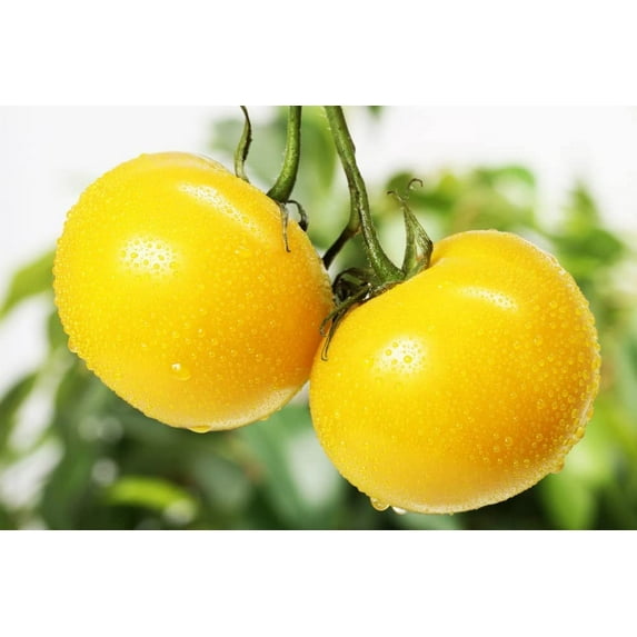 Yellow Tomato Seeds for Planting - 50+ Seeds, Made in USA - Grow Sunny Boy Tomatos