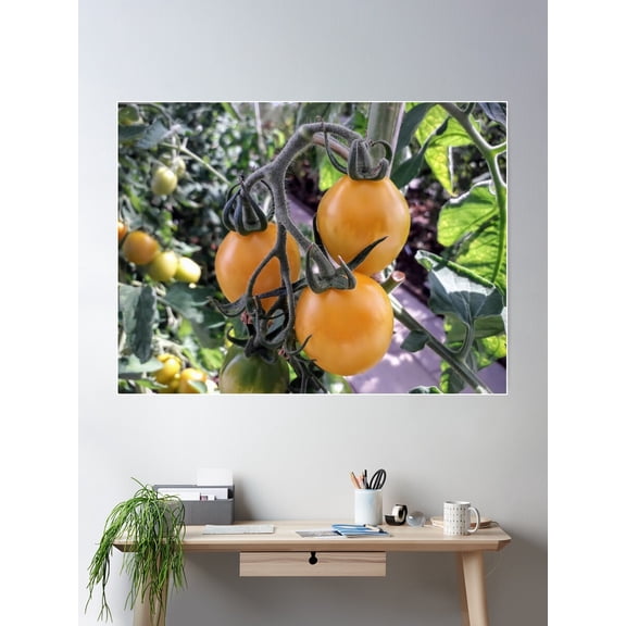 Yellow Tomatoes Plants Kitchen Garden Vegetables Poster Wall Art, Modern Wall Decor For Living Room Bedroom, 8x12 UNFRAMED