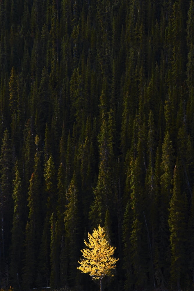 Yellow Tree In Green Forest Canvas Art - Richard Wear Design Pics (22 x 34)