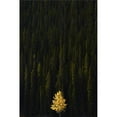 thumbnail image 1 of Yellow Tree in Green Forest Poster Print by Richard Wear, 22 x 34 - Large, 1 of 1