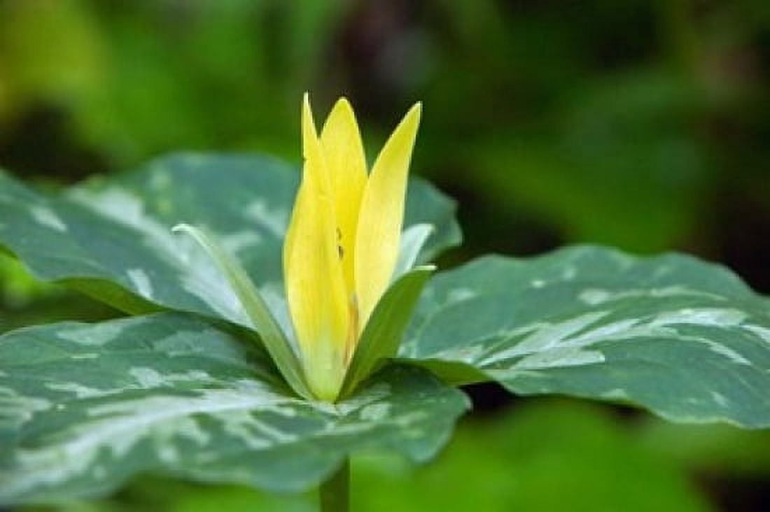 Yellow Trillium Flower Tennessee Canvas Art - Panoramic Images (19 x 12)