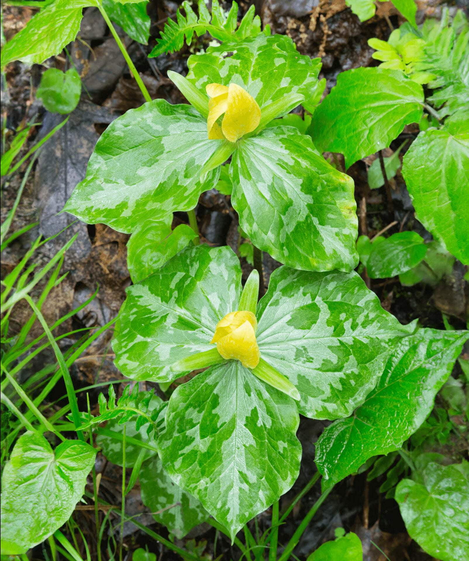 Yellow Trillium (Wood Lily) - 5 Root Divisions - Walmart.com